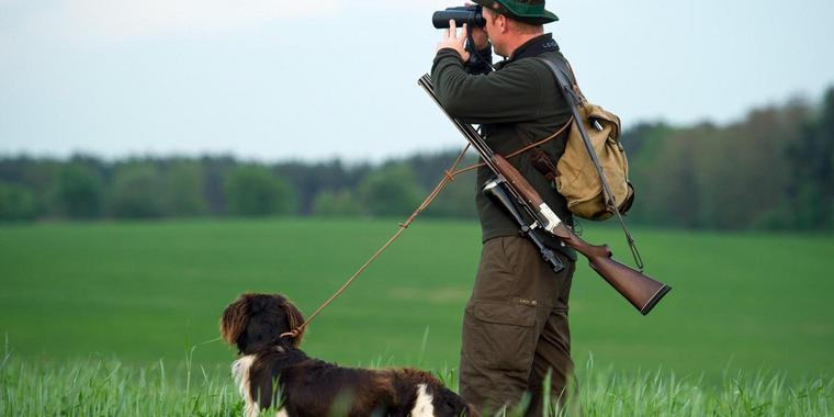 Bär tötet in Bayern Schafe - kurz nach tödlichem Angriff auf Jogger! Sind jetzt Menschen in Gefahr?